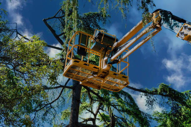 Best Emergency Tree Service  in Clayton, AL